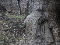 ntrada Cassone-20110327 024